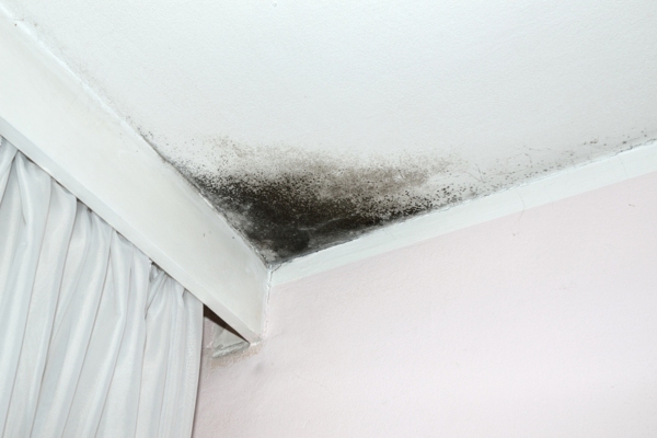 visible signs of ceiling mold